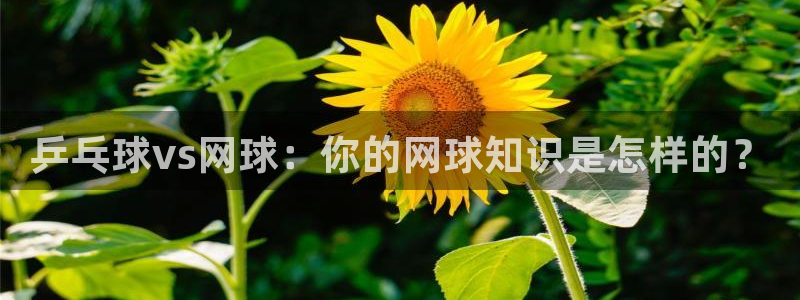 意昂平台注册入口：乒乓球vs网球：你的网球知识是怎样的？